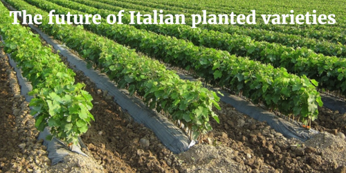 The future of Italian planted varieties by Italian Wine & Food In China